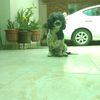 velriorooss