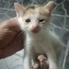 rinduemak_