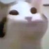 popcat_1king