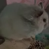 trungyeutuong