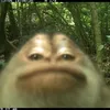silvaskt2