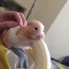 .haanhcutee