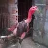 ngoc.ba3