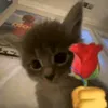 ich.ich12355