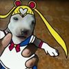 perro_sailor_moon