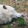 whiteshepherd36
