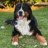 carol_bernese