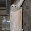 sittingduck12