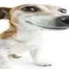 meme_dog_228