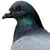 dg_golub