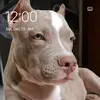 pittiemomma_01