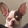 Meowmi