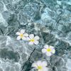 flowerinrabic