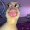 henn.essygotmebent