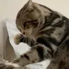 tehpucuK
