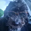DegradedPigeon47