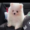 midgetthelittlepomerania