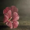 nhathanh.14