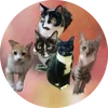 curta.gatosoficial