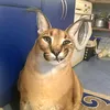 dyik9wfztkke