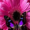 carolwitherington61
