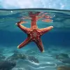 dinamitestarfish