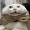 khangkog_000