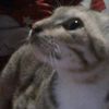 catlovers2k24