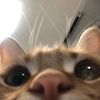 mrngshy