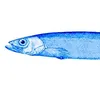 capelin_grv