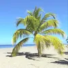 obreizman