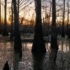 swamplife82