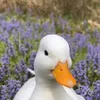 dyxxmdirrwq8