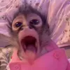 monkeyy.lover