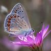 💠🦋𝐒𝐢𝐲𝐚𝐡 İ𝐧𝐜𝐢🦋💠
