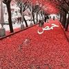 ghalid11