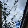 yusufnergiz351