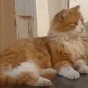otmansamahotmansamah