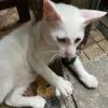 pogxu
