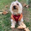 Bailey Bean