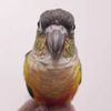 ihaveabirb