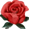 aquarose6