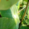 ekosaputro6715
