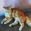 nhinalastari
