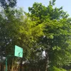 tranghoai1907