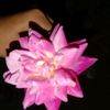 subroto.pul