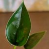 saraisalivebczplants