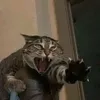 gatito_caliz