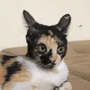 krinkolss