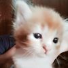 meong777712